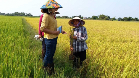 Bruk ngak padai tui jalan hưu cơ di Binh Thuan