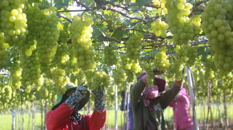 Urang ngak nong Ninh Thuan pandar ilamu glaong tame pala nho