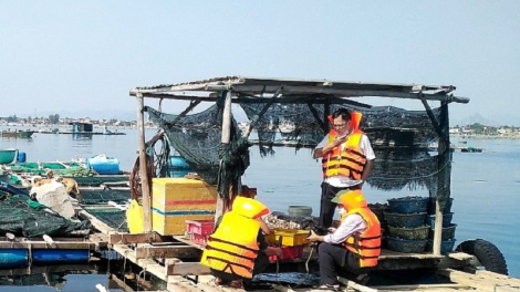 Ninh Thuận ramik pasiam bruk rong kaya ikan dalam lồng bè suan hukum di angaok tasik