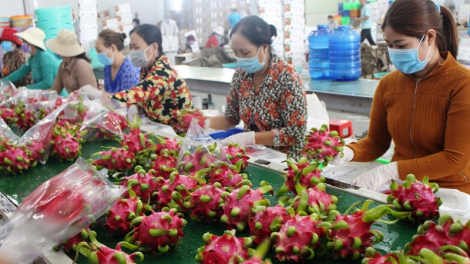 Hu hợp tác xã, urang pala thanh long tuk halei jeng hu laba