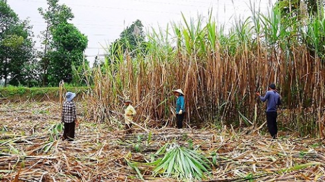 Urang bhapbini Ninh Thuan kaoh klak tabau saradang kayua laba bair