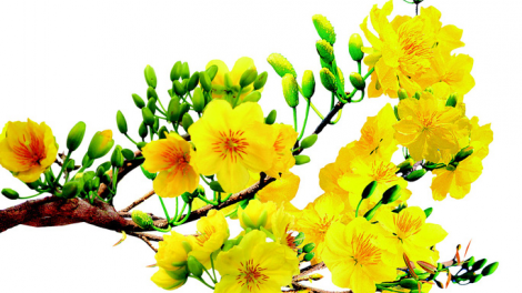 T'RUIH PA XUL T'NGAY 1-2-2022