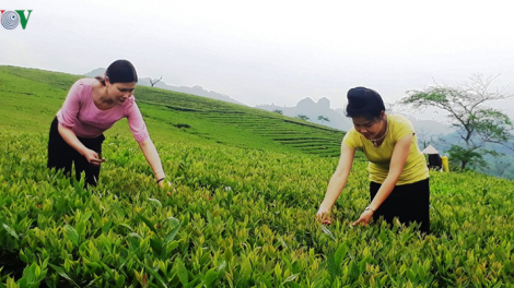 Yên Bái: K’ha riêng héc ta chè xêu ha la, cắh vêy choom tu nhum t’mêê tu p’răng púih đanh đươnh