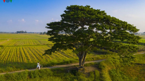 Lêy pazêng đhị chụp ảnh liêm bhlầng âng phim “Mắt biếc” đhị Huế