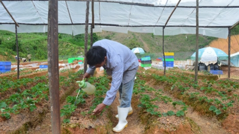 Chóh Dâu tây đhị da ding k’coong A Xan