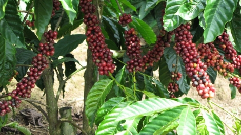 Đhanuôr A Lưới zr’nắh k’đhạp tu t’nơơm cà phê