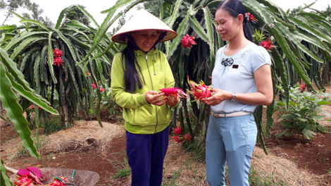 Thanh long loom bhrông đơơng chô kinh tế dal ha đhanuôr Hướng Hoá