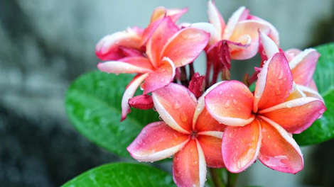 T'RUIH PA XUL T'NGAY 19/8/2019