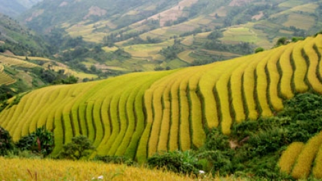 Zr’lụ da ding k’coong Xím Vàng, (Bắc Yên, Sơn La) tr’lọ n’căr tr’xăl n’hang đươi tợơ pa liêm ruộng đác