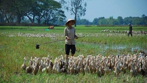 Băn a đha p’lóh cóh clung muy ng’bhrợ tước puôn ng’bơơn pa chô​