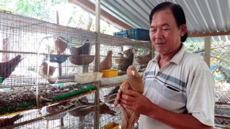 Tiền Giang: Bơơn zên tỷ tơợ bh’rợ băn bồ câu m’ma t’mêê