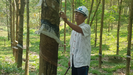 Quảng Nam: Vàng bhoóc n’tộ chr’nắp, đhanuôr lum zr’nắh k’đháp
