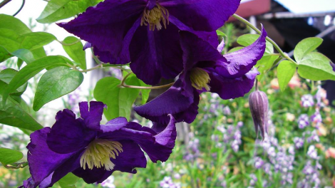 T'RUIH T'NGAY 26/11/2019