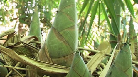 Cơnh choh lang k’rang lêy cram Bát Độ pay a băng