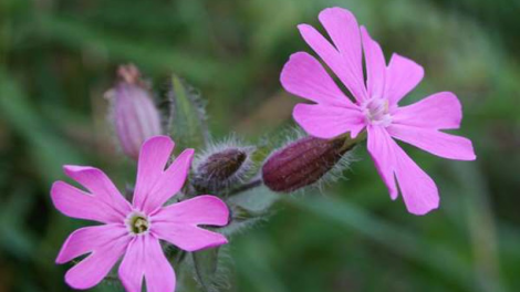 T’RUIH T’NGAY 31-01- 2020