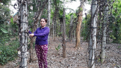 A’moót ma răng chêết zêng, manứih chóh xoọc lưm zr’nắh k’đhạp