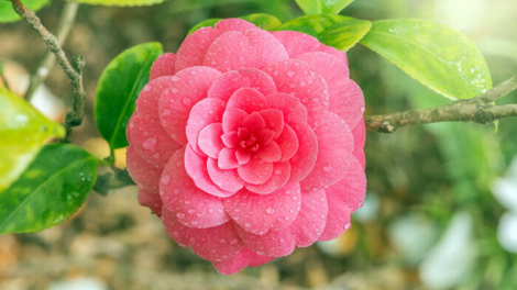 T'RUIH T'NGAY 25/11/2019