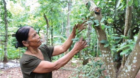 A dích 82 c’moo pa dứah cr’ay lâng za nươu tợơ crâng