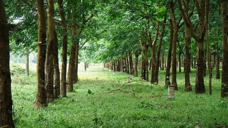 T’nơơm cao su đhị đhăm k’tiếc da ding k’coong Quảng Nam
