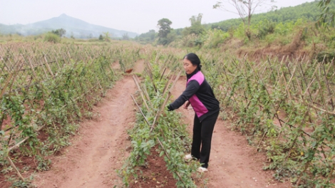 Đhanuôr da ding k’coong Tiên Yên pa dưr kinh tế đươi tơợ t’nơơm z’nươu chr’nắp