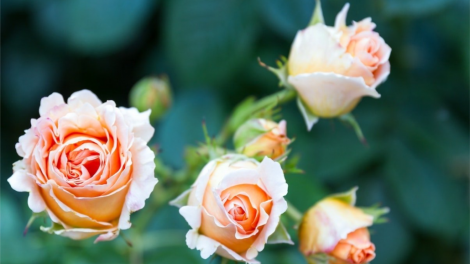 T'RUIH T'NGAY 1/11/2019