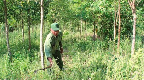 Chóh crâng cóh Quảng Trị: Manuýh k’chăng, manuýh n’ren.