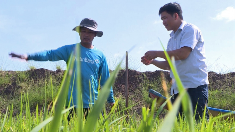 Cà Mau: Choh ha roo  liêm sạch, bh’nơơn liêm choom bấc rau