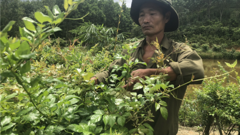 Đông Giang: Chè a ngon Ra zéh ting t’bil ha ul pa xiêr đharứt