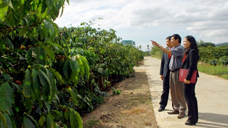 Lấh 10 r’bhâu hecta t’nơơm cà phê vêy ta chóh bhrợ cớ tơợ zên âng Agribank