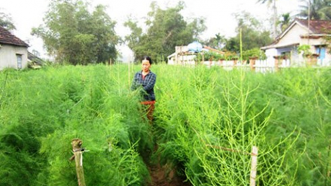 Đhanuôr bhrợ têng máy chóh cr’liêng a’băng têy t’viêng bán công nghiệp bơơn bh’nơơn liêm dal