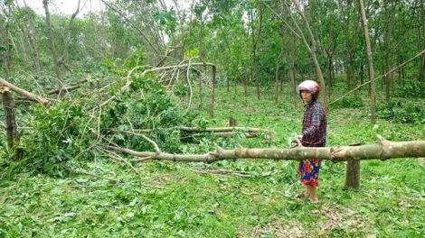 Quảng Trị: Lưm k’đháp đhị quy hoạch chóh cao su