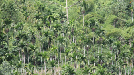 Pa dưr tơơm p’nang cóh chr’hoong Sơn Tây