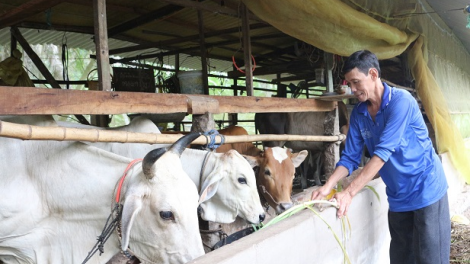 Tiền Giang: Muy cha nắc đha đhâm khuych goo z’lấh k’đháp