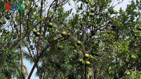 Đồng bằng k’ruung Cửu Long: Đhanuôr cắh năl cơnh p’gớt bhrợ tu zên pa câl píh ngam ặt xiêr