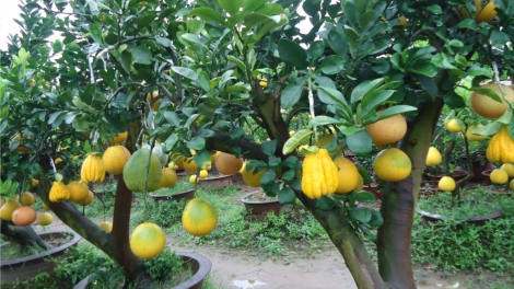 Đặng Ngọc Phê-manứih t’coóh t’ha zay ta’níh