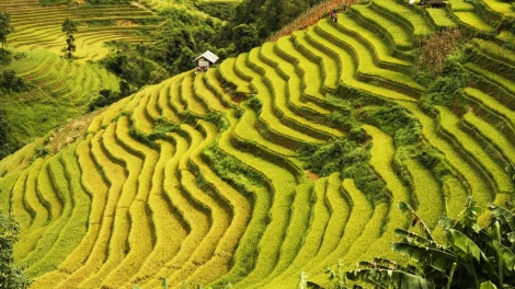 Manứih Mông zư lêy ruộng bha’nơợc