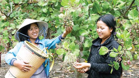 Bình Phước: Bhrợ ha cơnh đoọng padưr pa’xớc ngành điều nhâm mâng?