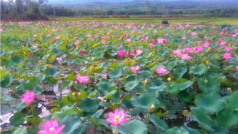 Pa chô zên tơợ sen