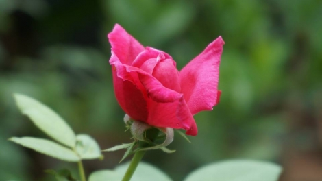 MỸ LINH_ LỜI TỎ TÌNH CỦA MÙA XUÂN, HOA CỎ MÙA XUÂN