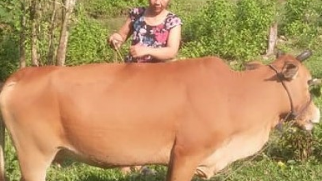 Trao đổi: “Nông dân Cơ Tu với kinh nghiệm chăn nuôi bò”