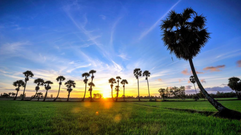 Chô ooy k’tiếc thốt nốt An Giang