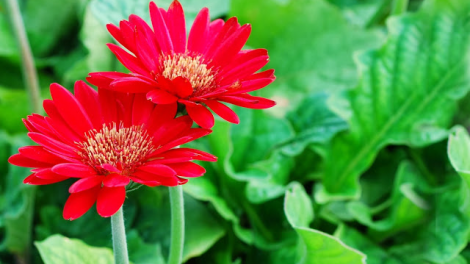 T’RUIH T’NGAY 10-01- 2020