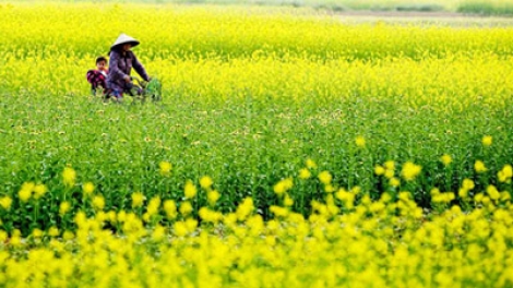 Liêm chr’nắp pô a’bhêy rơợc t’ngay tơợp hân noo ha’ọt cóh Hà Nội.