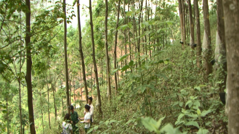 Chô ha ooy cao su Sơn La