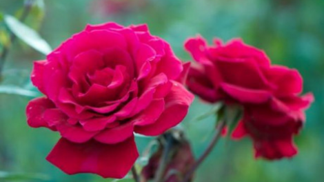 T’RUIH T’NGAY 01/12/2020