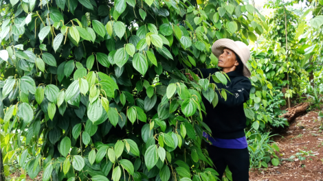 Đắk Lắk: Manúh pân đil Ê Đê bhrợ cha choom