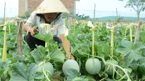 Chóh cha cai Nhật Bản, Thái Lan pa chô 20 tước 30 ức đồng đồng/sào