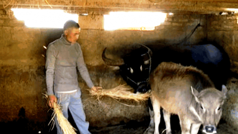 Văn Bàn: Ma nưih Dao coh vel Tùn Trên z’lâh đha rưt đhị apêê dự án