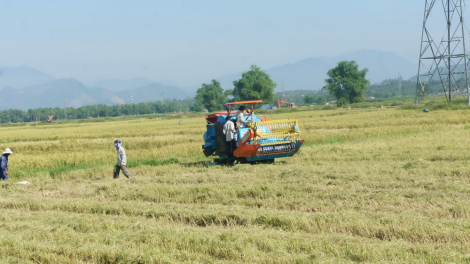 Đà Nẵng: Bhrợ têng Hợp tác xã ting cơnh rau đơ chr’nắp