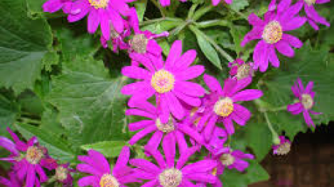 T’RUIH T’NGAY 28-7- 2020